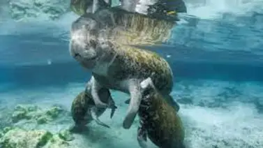 ¡Sorpresa animal! Manatí dio a luz mellizos en Florida ¡Sorpresa animal! Manatí dio a luz mellizos en Florida