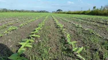 Venezuela aumentó 250% la producción de frijol chino exportado a Asia Venezuela aumentó 250% la producción de frijol chino exportado a Asia