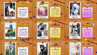 Calendario Dogourmet 2023 ya está online