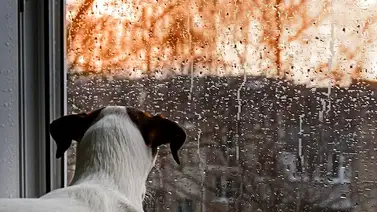 ¿Por qué el sonido de la lluvia afecta al perro? ¿Por qué el sonido de la lluvia afecta al perro?