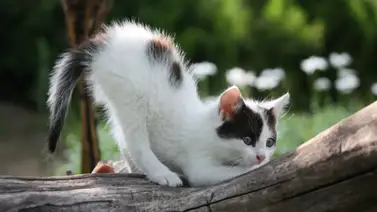 Significado de los movimientos de la cola de los gatos Significado de los movimientos de la cola de los gatos