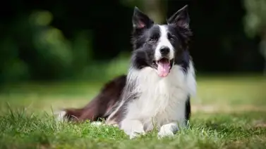 Border collie, una raza muy inteligente Border collie, una raza muy inteligente