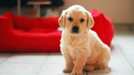 Qué debes comprar si adoptas un perro