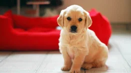 Qué debes comprar si adoptas un perro