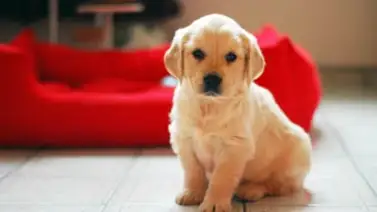 Qué debes comprar si adoptas un perro Qué debes comprar si adoptas un perro