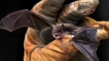 ¡Peligro inminente! México confirma rabia en menores de edad tras mordedura de murciélagos ¡Peligro inminente! México confirma rabia en menores de edad tras mordedura de murciélagos