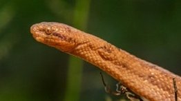 Descubren nueva especie de boa enana en Ecuador