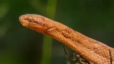 Descubren nueva especie de boa enana en Ecuador Descubren nueva especie de boa enana en Ecuador