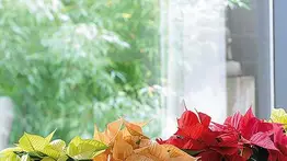 ¿Dónde colocar la flor de Pascua en la casa?