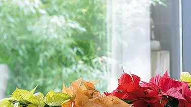 ¿Dónde colocar la flor de Pascua en la casa? ¿Dónde colocar la flor de Pascua en la casa?