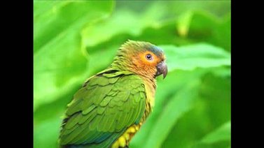 Así es el perico cara sucia