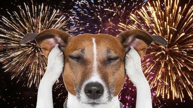 Cómo evitar que tu perro sufra con los fuegos artificiales