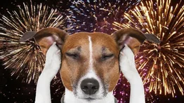 Cómo evitar que tu perro sufra con los fuegos artificiales