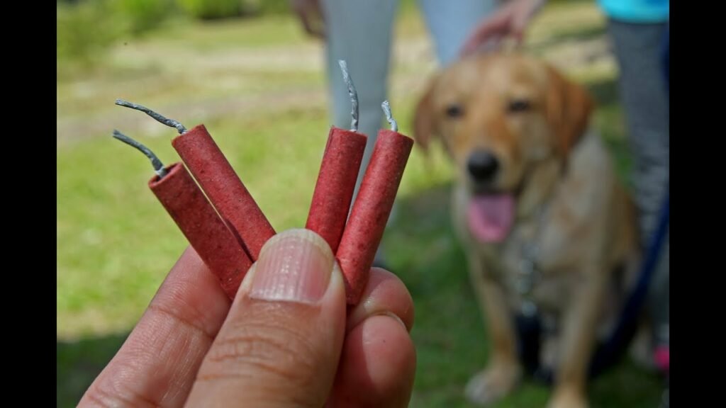 Cómo evitar que tu perro sufra con los fuegos artificiales Cómo evitar que tu perro sufra con los fuegos artificiales