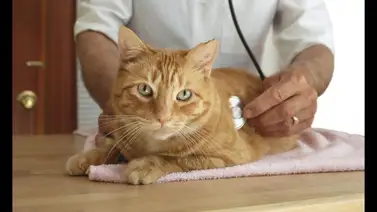 ¿Tu gato sufre de anemia? Entérate aquí ¿Tu gato sufre de anemia? Entérate aquí