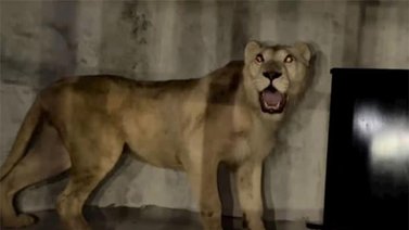 Maracay | Zoológico Las Delicias recibe dos leones blancos