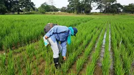 La producción de arroz en Venezuela aumentó este año un 118 % respecto a 2021