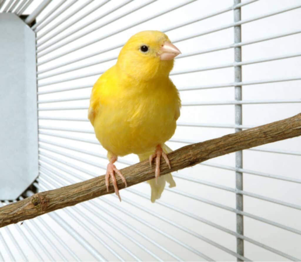 Importancia de cortar las uñas a los pájaros Importancia de cortar las uñas a los pájaros