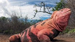Observan por primera vez crías de iguanas rosadas en Galápagos