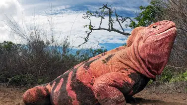 Observan por primera vez crías de iguanas rosadas en Galápagos Observan por primera vez crías de iguanas rosadas en Galápagos
