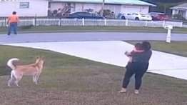 Pastor alemán salvó a su mejor amigo de seis años en Florida