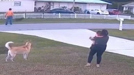 Pastor alemán salvó a su mejor amigo de seis años en Florida