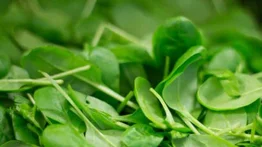 Espinaca contaminada produce alucinaciones en Australia