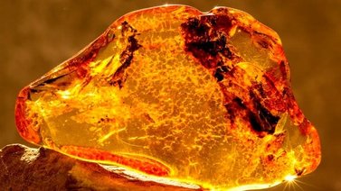 ¡Interesante! Descubren espermatozoide de cucaracha de 30 millones de años