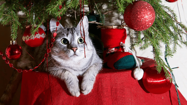 Cuidados de los gatos durante las festividades