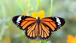 Las alas de las mariposas no solo sirven para volar