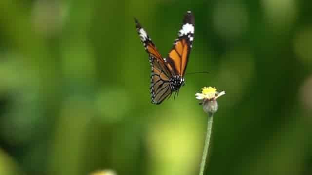 Las alas de las mariposas no solo sirven para volar Las alas de las mariposas no solo sirven para volar