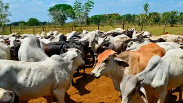 Foro Rural Venezolano: 500.000 reses se pierden a manos de la delincuencia Foro Rural Venezolano: 500.000 reses se pierden a manos de la delincuencia