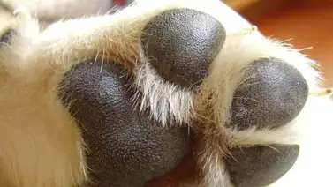 Cuidados de las almohadillas de las patas del perro Cuidados de las almohadillas de las patas del perro