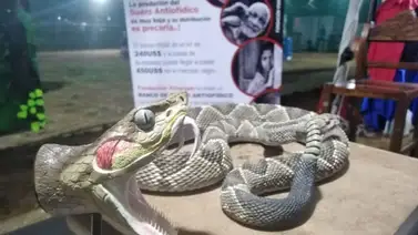 Alertan sobre altas cifras de envenenamiento por mordedura de serpiente Alertan sobre altas cifras de envenenamiento por mordedura de serpiente