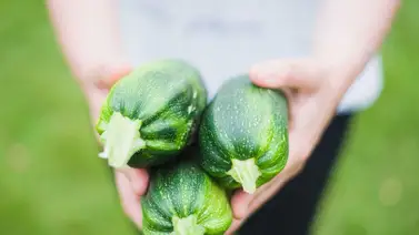 Calabacín: razones para incluirla en la dieta diaria Calabacín: razones para incluirla en la dieta diaria