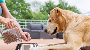 ¿Por qué no se debe molestar al perro mientras come?
