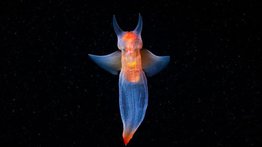 Mariposa de mar: una especie fascinante del Ártico