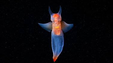 Mariposa de mar: una especie fascinante del Ártico
