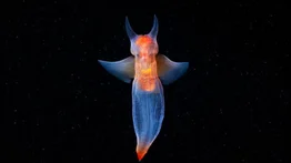 Mariposa de mar: una especie fascinante del Ártico