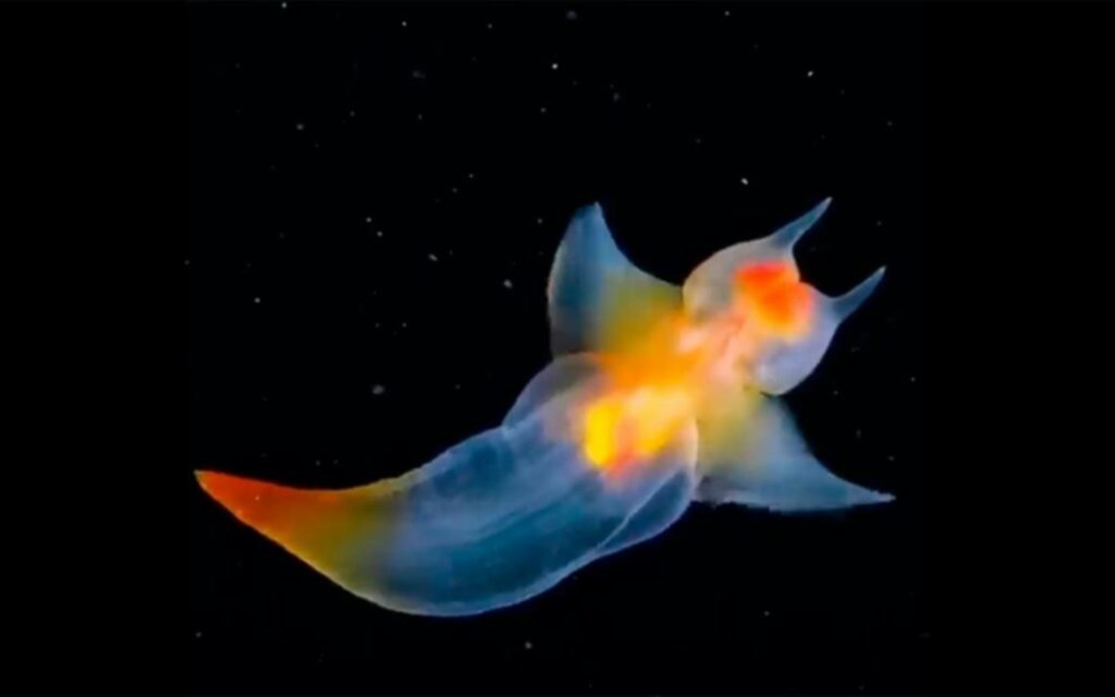 Mariposa de mar: una especie fascinante del Ártico