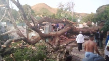 Reportan un muerto tras caer árbol sobre una casa en Carabobo
