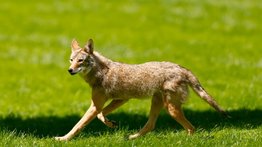 Niña de dos años sufre ataque de coyote en Los Ángeles (+Video)