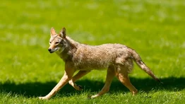 Niña de dos años sufre ataque de coyote en Los Ángeles (+Video)