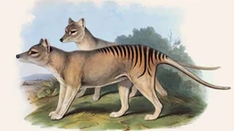 Encontraron en un armario los restos del último Tigre de Tasmania