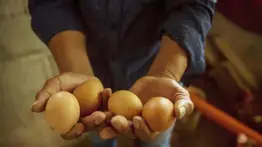 Lo afirman en Perú: Productos avícolas no suponen riesgos por contagio de gripe