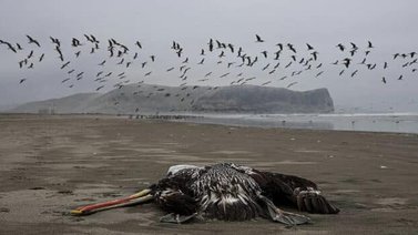 Experto descarta la existencia de influenza aviar en pelicanos de La Guaira