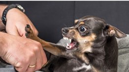 ¿Por qué mi perro gruñe?