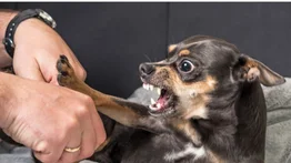 ¿Por qué mi perro gruñe?