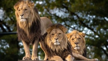 Alta tensión en Australia: Cinco leones escaparon de su jaula en un zoológico