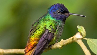 Estos son los colibríes más pequeños y coloridos